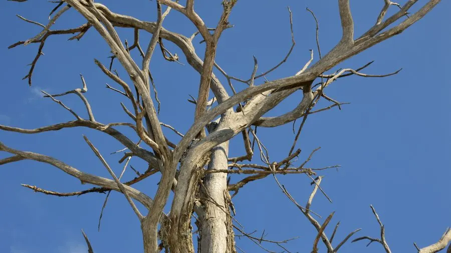 A bare, withered tree against a clear blue sky