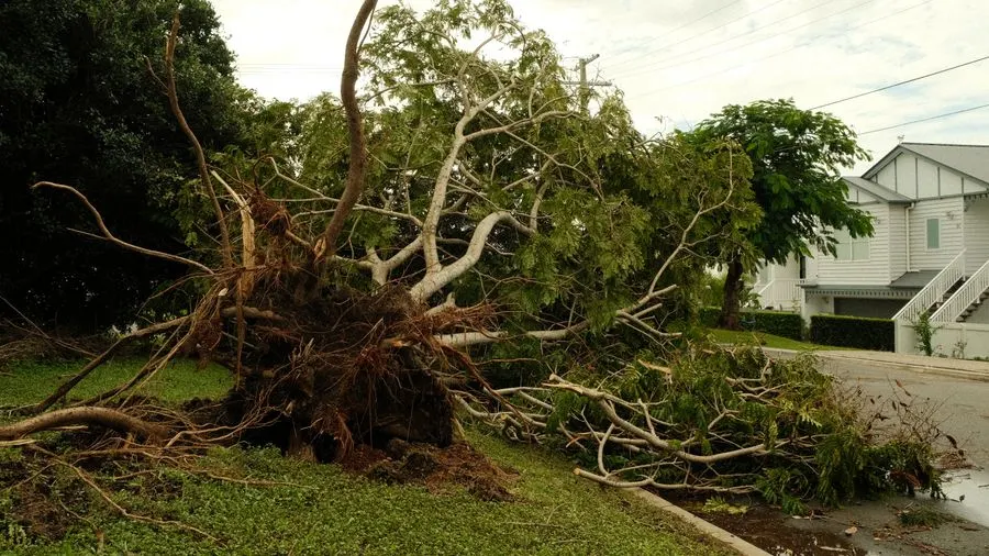 Uprooted tree lies on suburban street after a violent storm, showcasing nature's power.