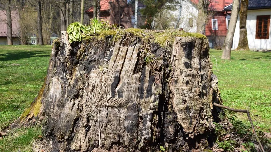 Large tree stump surrounded by grass in a residential garden on a sunny day.